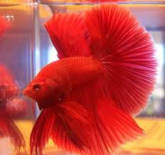 Pin On Siamese Fighter Betta Fish