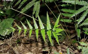Image result for Pteris similis