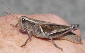 Possible aliases, alternative names and misspellings for melanoplus bivittatus. Maryland Biodiversity Project Two Striped Grasshopper Melanoplus Bivittatus Femoratus