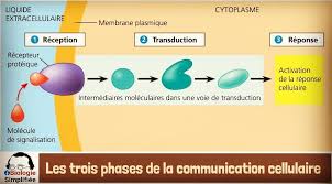 la communication cellulaire comporte... - Biologie Simplifiée | Facebook