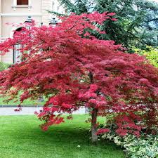 Check spelling or type a new query. Japanese Maple Japanese Garden Plants Acer Trees Acer Palmatum
