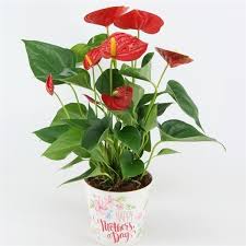 Jenis jenis dan macam macam dan nama bunga. Capai Rp1 Miliar Ini 7 Jenis Tanaman Termahal Di Dunia