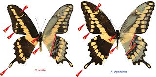 Image result for Pentarhopalopilia