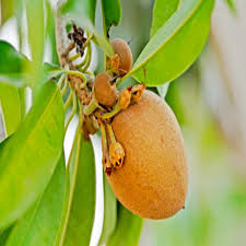 Image result for Manilkara