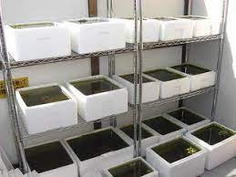 メダカの屋外水槽での冬越しについて質問です メダカ 屋外 エアレーション 川魚