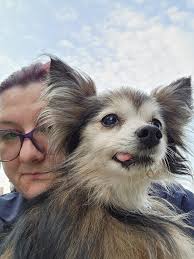 Lost Dog Found in Cheektowaga, NY