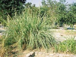Image result for Hackelochloa granularis
