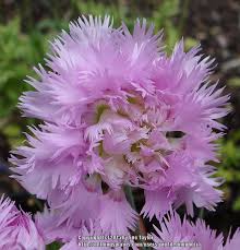 We did not find results for: Cottage Pink Dianthus Plumarius Mrs Sinkins In The Dianthus Database Garden Org