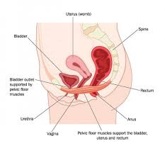 Internal group of pelvic muscles. Pelvic Floor Exercises The Do S And Don Ts