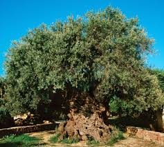 What is a wild olive? The Queen Of Trees Oliveslandz