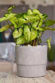 Indoor plant low light cold. 34 Houseplants That Can Survive Low Light Best Indoor Low Light Plants