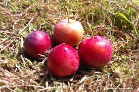 In den letzten jahrzehnten erkannte der mensch diese gefahr. Alte Obstsorten Alte Apfelsorten Ihr Obstbaum Shop Www Alte Obstsorten Online De Zwergmirabelle Mirabelle Rote Moritzenmirabelle