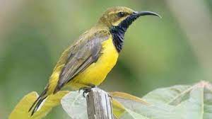Download Suara Burung Sogok Ontong Untuk Pikat Dan Masteran Burung Burung Kolibri Palawan
