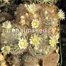 Most of the mammillarias are native to mexico, but some come from the southwest united states, the caribbean, colombia, venezuela, guatemala and honduras. Mammillaria Nazasensis Buy Seeds At Rarepalmseeds Com