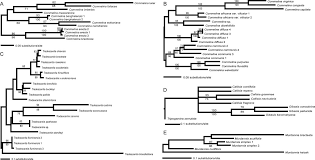 Image result for Commelina bracteosa