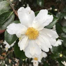Camellia Narumigata At Rhswisley Large Single White Scented Flowers With A Pink Edge Rather Like The Wild Dog Rose Market Garden Plants Wild Dogs
