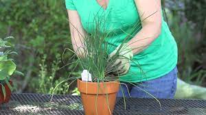 Check spelling or type a new query. How To Harvest Onion Chives Garden Space Youtube
