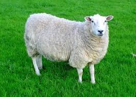 If not, you have come to the right place! What Is A Female Sheep Called Learn Natural Farming
