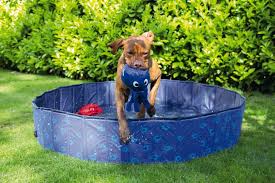 It's been a long time since cactus mccoy 2 came out no, all tho its a oral medication it will never come in contact with your teeth. Keeping Dogs Cool In Summer Sherries Estates