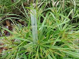Image result for Cyperus distans