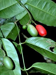 Image result for Gnetaceae