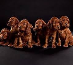 The Irish Setter A Complete Guide Doggie Designer