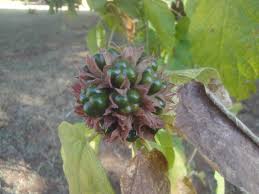 Image result for Clerodendrum capitatum