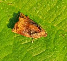 Image result for Archips podanus