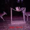 Trail cameras that send pictures to your phone cellular trail cameras utilize cell towers to take and send pictures directly to your phone or email. Https Encrypted Tbn0 Gstatic Com Images Q Tbn And9gcq 4rd7kmvqx Jqx7s3rtixxts5c0g66ujzly957qelxrxdaxa5 Usqp Cau