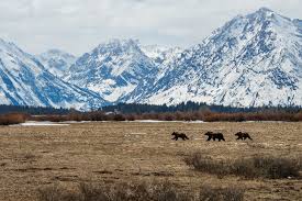Check spelling or type a new query. Teton Grizzlies Wyofile