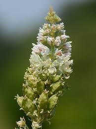 Image result for Resedaceae