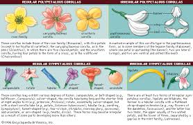 Classification of flowers based on symmetry. Angiosperm The Corolla Britannica