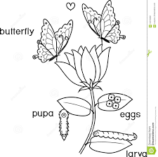 Check spelling or type a new query. Pagina Que Colorea Ciclo De Vida De La Mariposa Con Titulos Ilustracion Del Vector Ilustracion De Ingles Larva 120194891