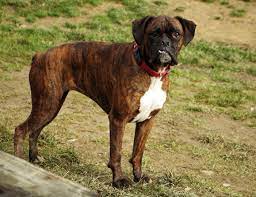 Boxer Dog Temperament Personality Canna Pet