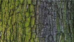 Image result for tree bark