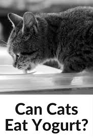 As you can see here this cat seems to be enjoying its yogurt but effects of its yogurt consumption may only be seen after a few hours. Can Cats Eat Yogurt Cats Canning Cat Life