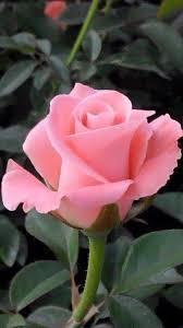 Pink Rose Beautiful Rose Flowers Beautiful Roses Amazing Flowers