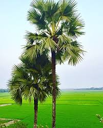 Image result for Borassus