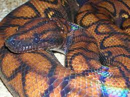 Brazilian rainbow boa breeding 102, this is the basic process i use to breed mine. Are Brazilian Rainbow Boas Good For Beginners Blue Dragon Pets