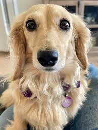 DALLAS IS NOW ONE YEAR OLD