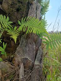 Image result for Psychotria eminiana