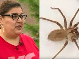 Doctors Find Venomous Brown Recluse Spider In Woman's Ear