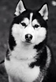 Black And White Siberian Husky Stylish Black And White Siberian Husky Dogs Cute Animals Cute Dog Pictures