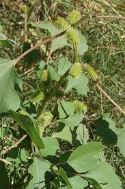 Image result for Xanthium
