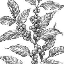 Patterns Coffee Flower Coffee Plant Plant Illustration