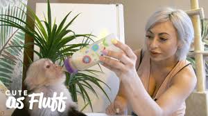 We have adorable hand raised male and female capuchin baby monkeys raised in our home whi. I Treat My Monkey Like A Baby Cute As Fluff Youtube