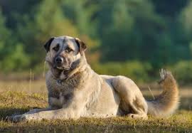 Anatolian Shepherd Dog Breed Guide Everything You Need To