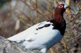 Check spelling or type a new query. Willow Ptarmigan Alaska State Bird Willow Ptarmigan Denali National Park And Preserve State Birds