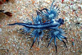 The popularity of nudibranchs is surging, with people keen to get we're adding more and more locations. The Blue Sea Slug Whats That Fish