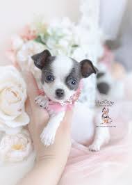 The hair types for all chihuahuas vary greatly and usually do not correlate with their hair length. Blue Chihuahua Puppies For Sale Teacup Puppies Boutique